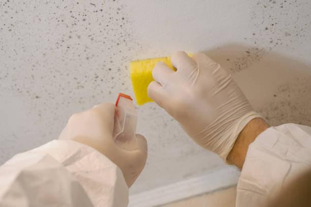 Best Mold Prevention Services  in Felton, CA
