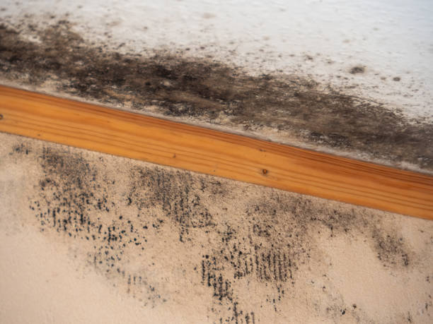 Best Mold Removal for HVAC Installations  in Felton, CA